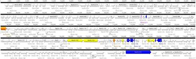 Genomic Sequencing and Analysis of a Novel Human Cowpox Virus With Mosaic Sequences From North America and Old World Orthopoxvirus